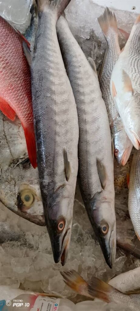 Fresh barracuda fish preserved on ice by MG Royal Empire, premium seafood distributor in Tujereng, The Gambia.