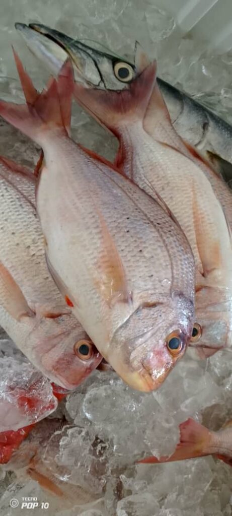 Fresh fish preserved on ice by MG Royal Empire, trusted seafood distributor in Tujereng, The Gambia.