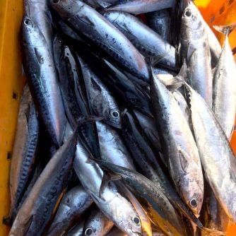 Fresh mackerel fish packed for distribution by MG Royal Empire, seafood supplier based in Tujereng, The Gambia.