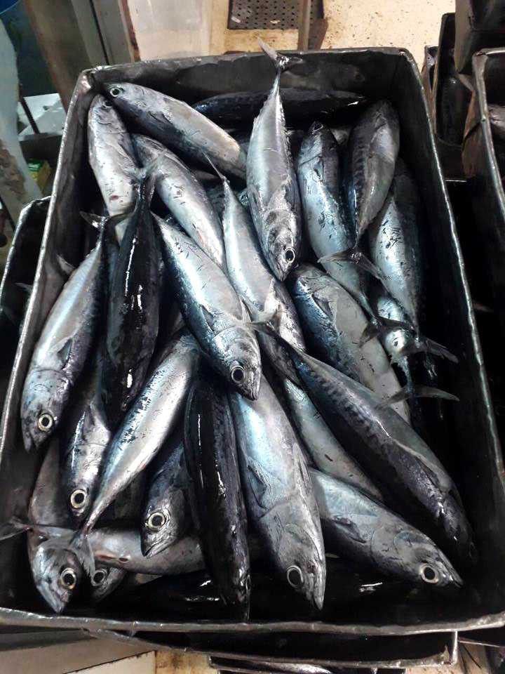 Fresh mackerel fish supplied by MG Royal Empire, premium seafood distributor based in Tujereng, The Gambia.