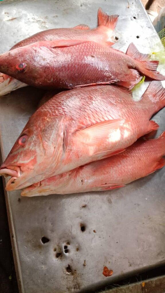 Fresh red snapper fish prepared for distribution by MG Royal Empire in Tujereng, The Gambia.