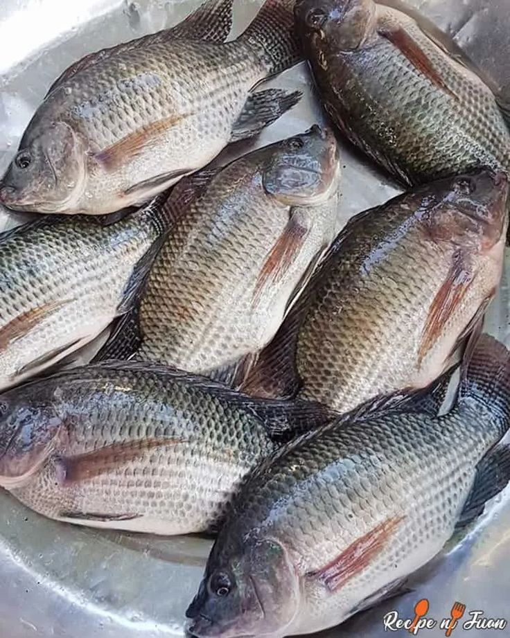Fresh tilapia fish supplied by MG Royal Empire, trusted seafood distributor based in Tujereng, The Gambia.