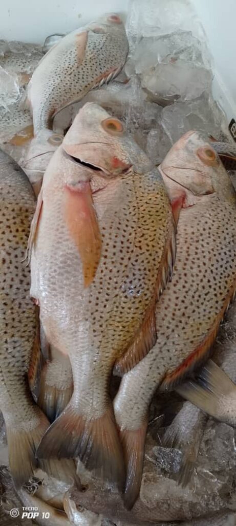 Fresh spotted fish on ice handled by MG Royal Empire, premium seafood distributor in Tujereng, The Gambia.
